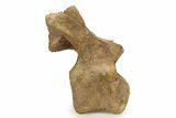 Fossil Hadrosaur Dorsal Vertebra w/ Metal Stand - South Dakota #339117-2